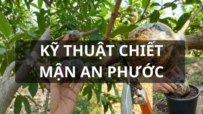Kỹ thuật chiết cành mận An Phước