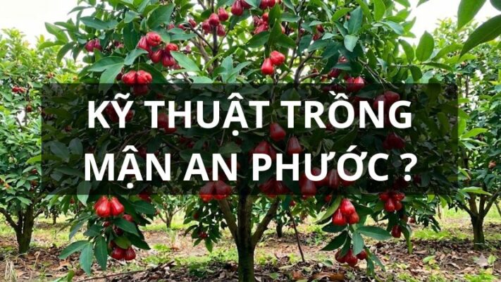 Kỹ thuật trồng mận An Phước