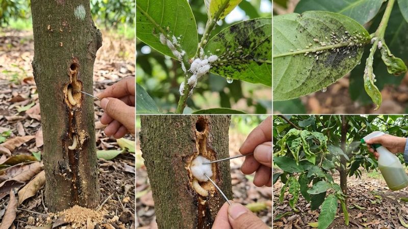 Nhận diện sâu đục thân và côn trùng chích hút - Các loại sâu bệnh trên mận An Phước