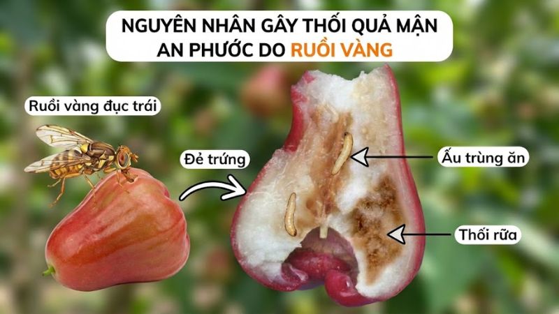 Ruồi vàng đục trái - Nguyên nhân chính gây sâu bệnh trên mận An Phước