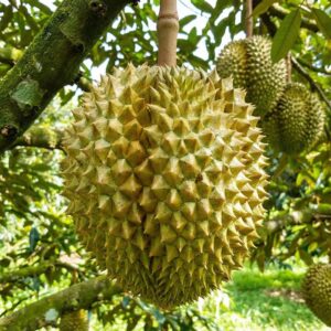 Sầu riêng Monthong Thái