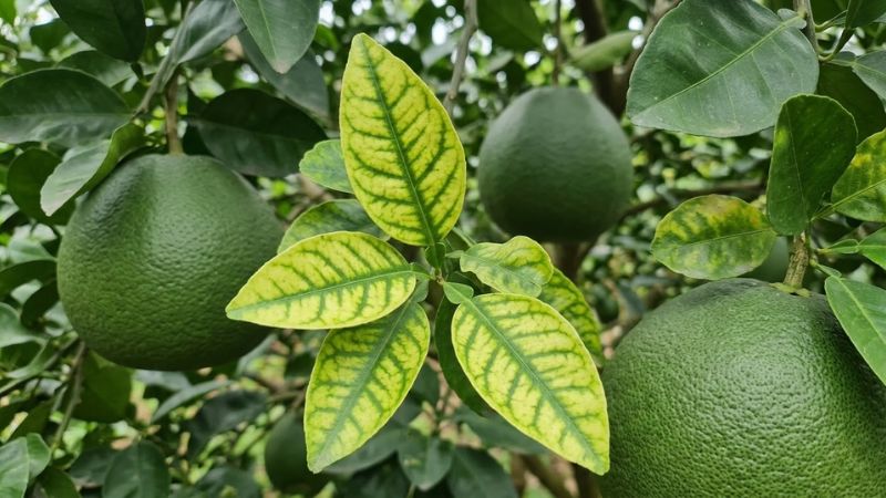 Bệnh vàng lá gân xanh trên cây bưởi da xanh