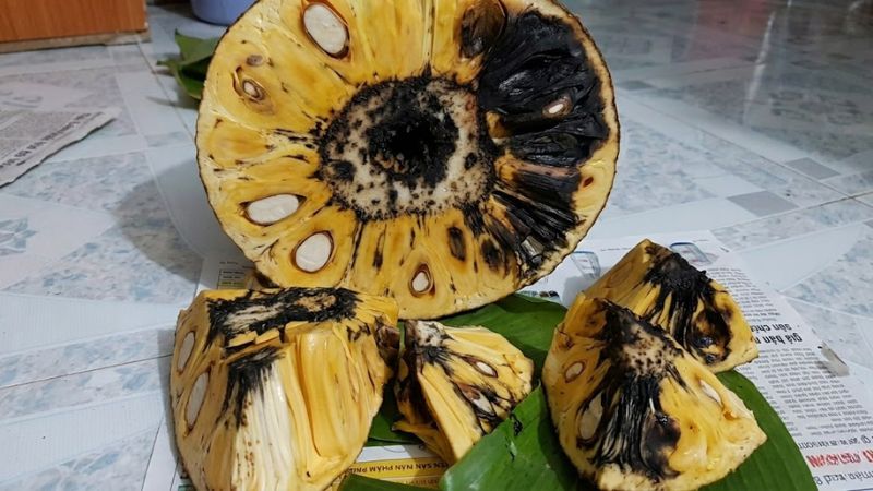 Bệnh xơ đen trên mít thái