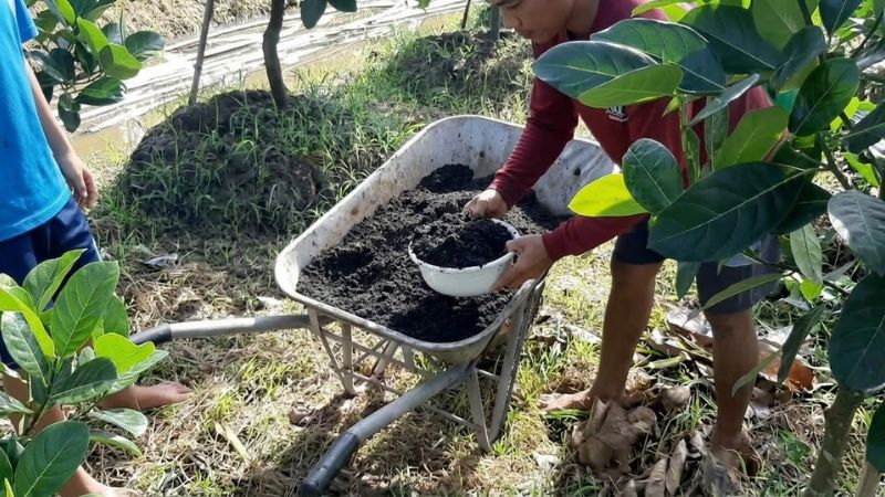 Bón phân hữu cơ cho cây mít thái ở miền Tây
