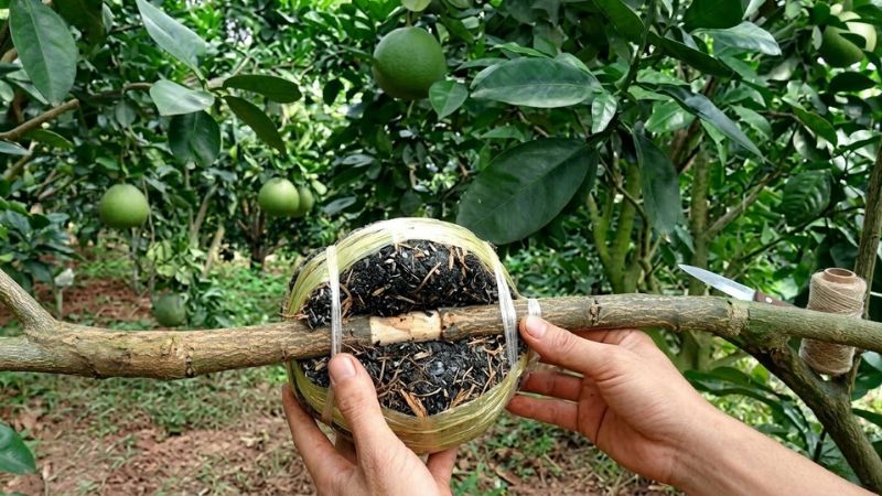 Bưởi da xanh chiết cành