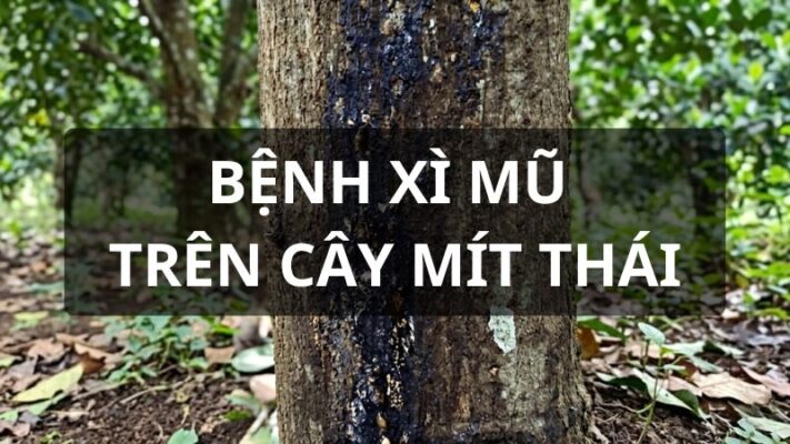 Cách trị bệnh xì mủ trên cây mít thái