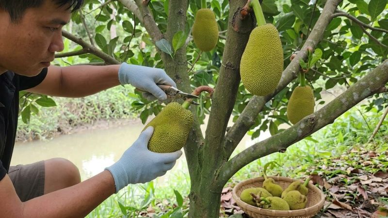 Cắt bỏ bớt trái mít Thái non có hình dáng méo mó