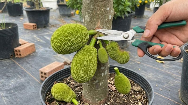 Cắt bỏ quả nhỏ để tập trung dinh dưỡng cho quả to nhất