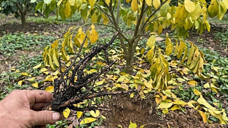 Cây bưởi da xanh bị vàng lá thối rễ