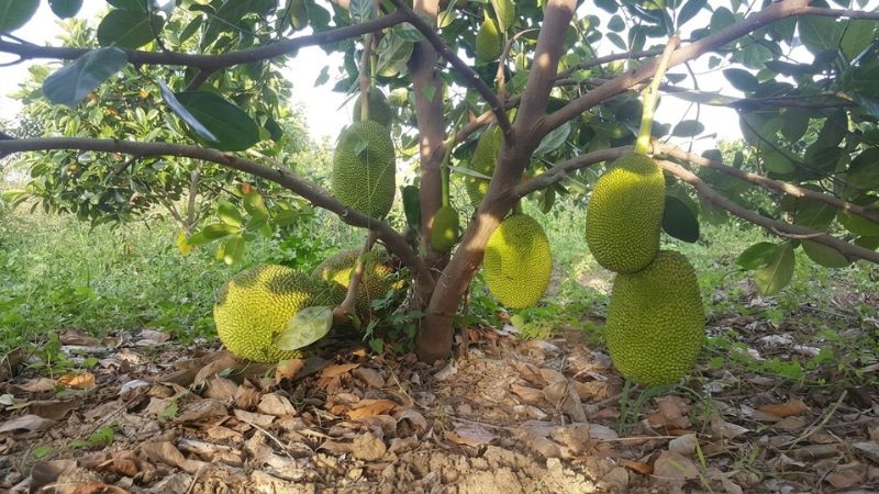 Cây mít thái phát triển có nhiều quả