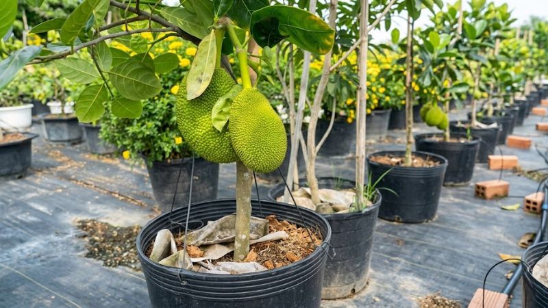 Cây mít thái trong chậu ra trái