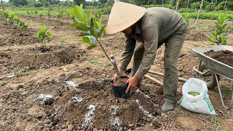 Đặt bầu cây giống mít thái xuống hố đất