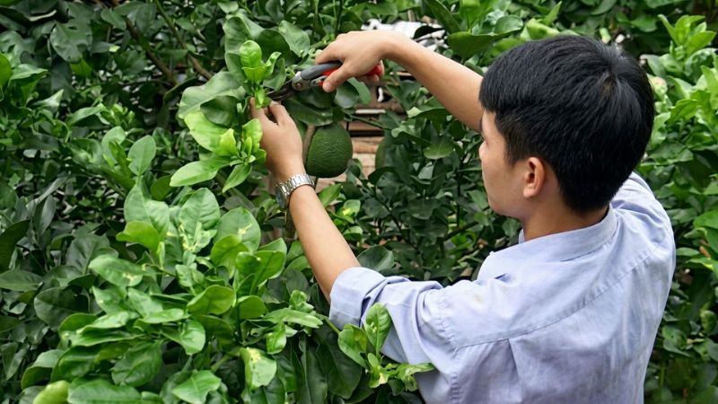 Tỉa cành bưởi da xanh để đón ánh sáng