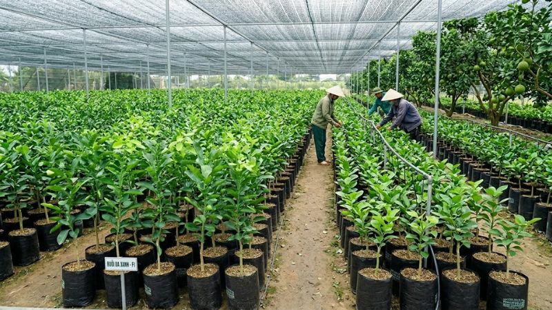 Trại cây giống bưởi da xanh