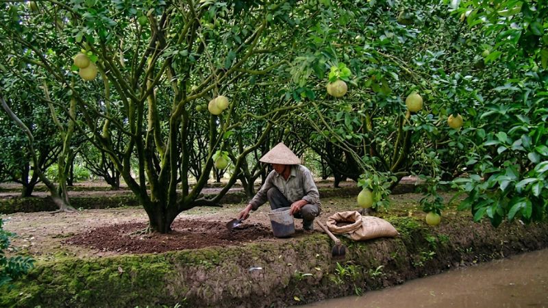 Bón phân gốc cây bưởi năm roi