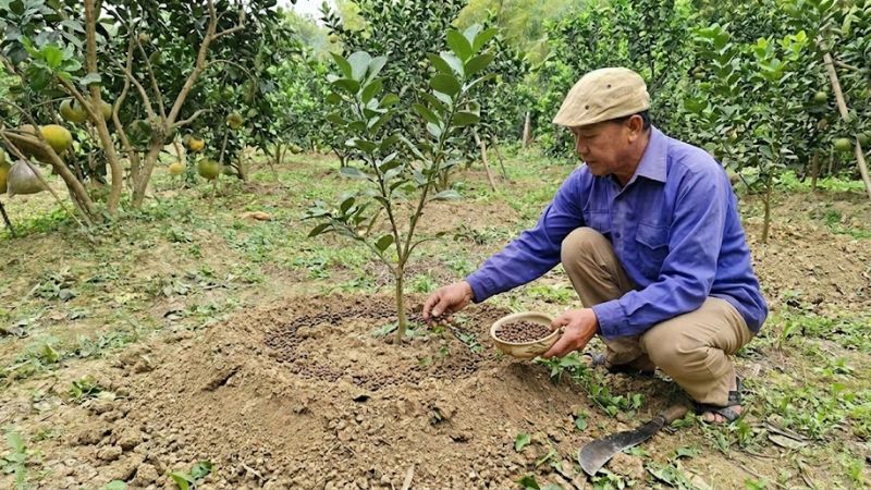 Bón phân quanh gốc cây bưởi năm roi