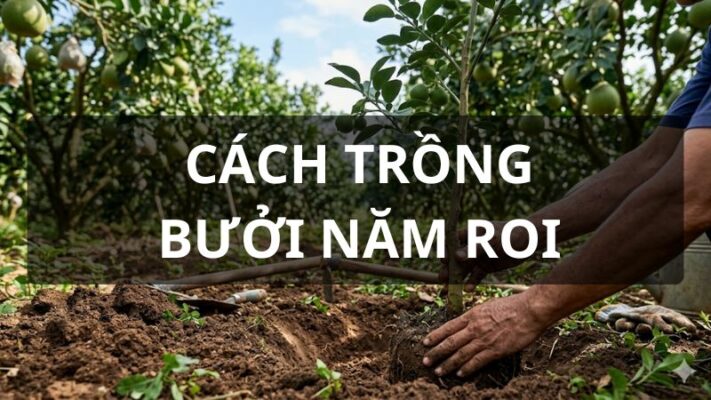 Cách trồng bưởi năm roi