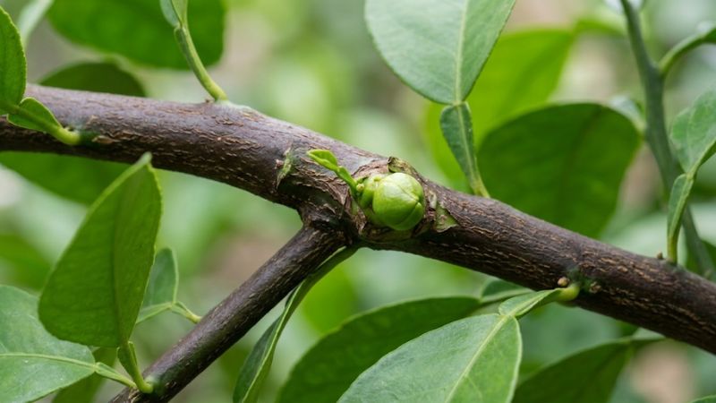 Cận cảnh mắt ghép bưởi Năm Roi khỏe mạnh