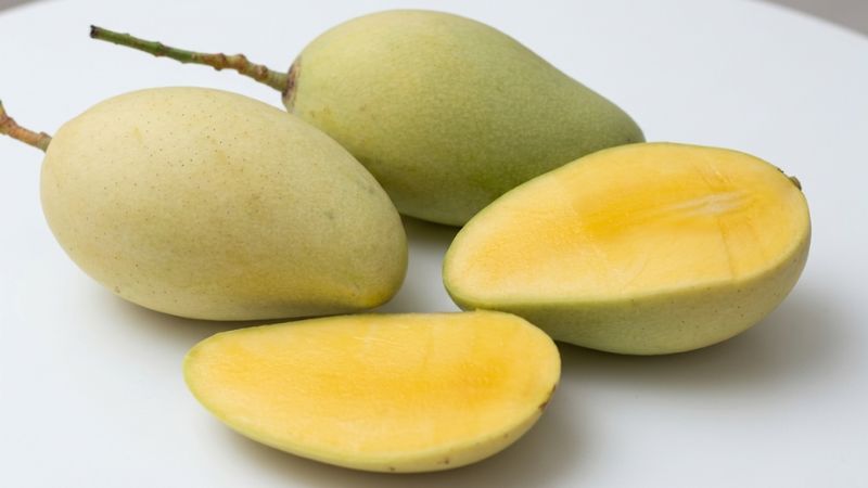 Cận cảnh trái xoài Cát Chu Đồng Tháp chín vàng chuẩn mùa xoài Cát Chu vào tháng mấy