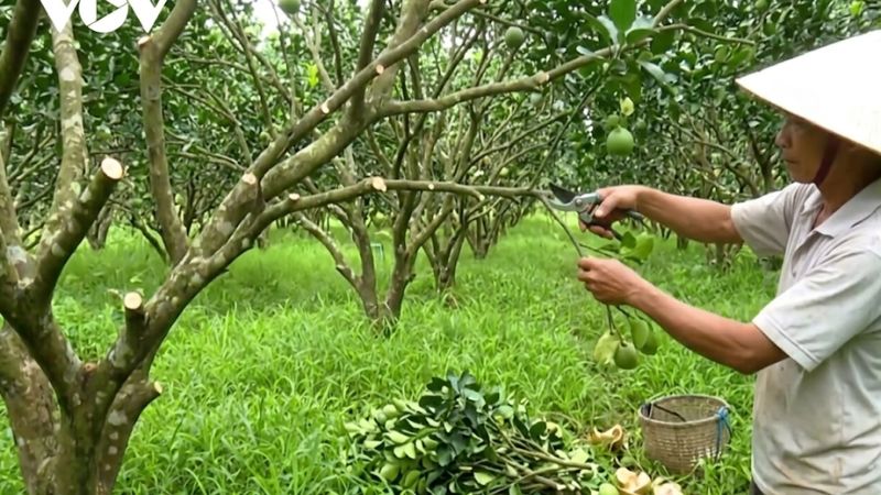 Cắt tỉa cành bưởi năm roi định kỳ sau thu hoạch
