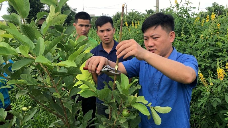 Cắt tỉa cành ngọn ổi Đài Loan