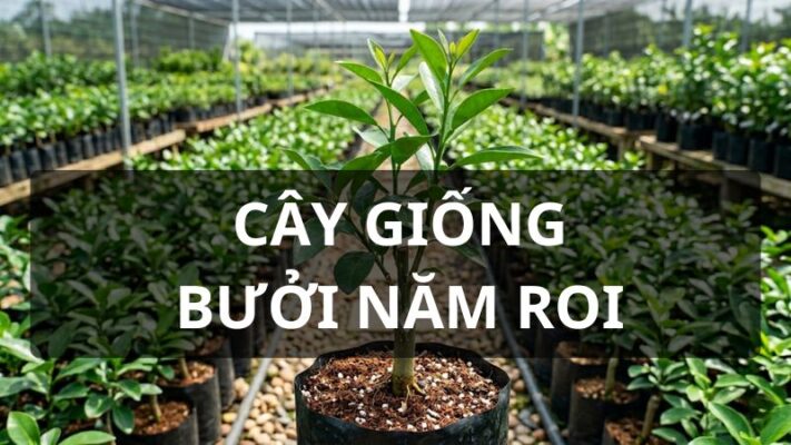 Cây giống bưởi năm roi