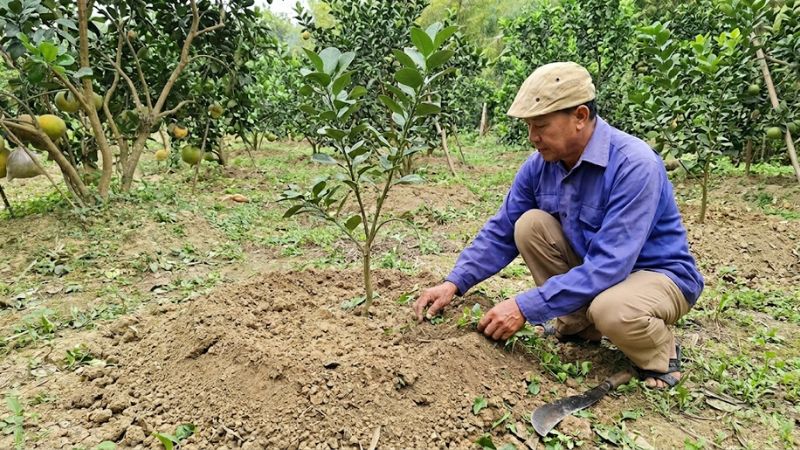 Đắp thành mô đất hình nón để trồng cây bưởi năm roi