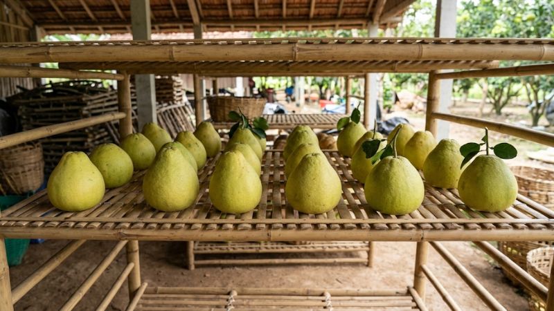 Dùng giàn tre thoáng khí giúp bưởi Năm Roi để được lâu