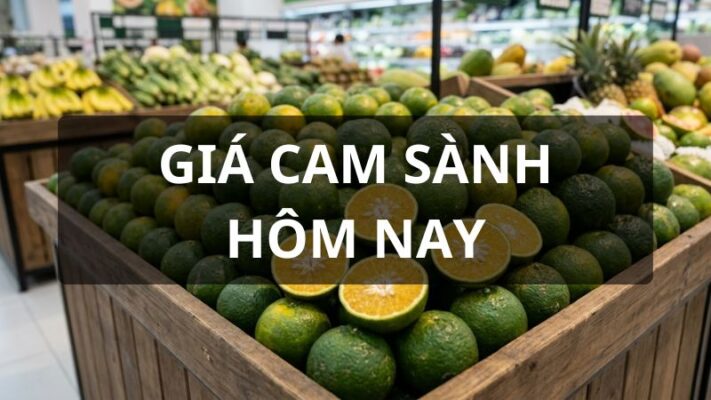 Giá cam sành hôm nay