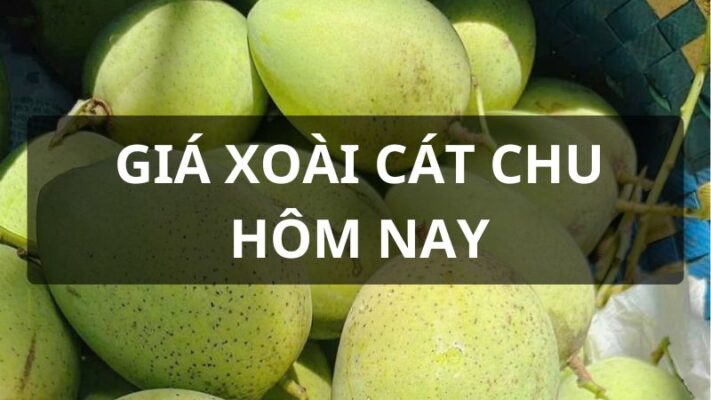 Giá xoài cát chu hôm nay