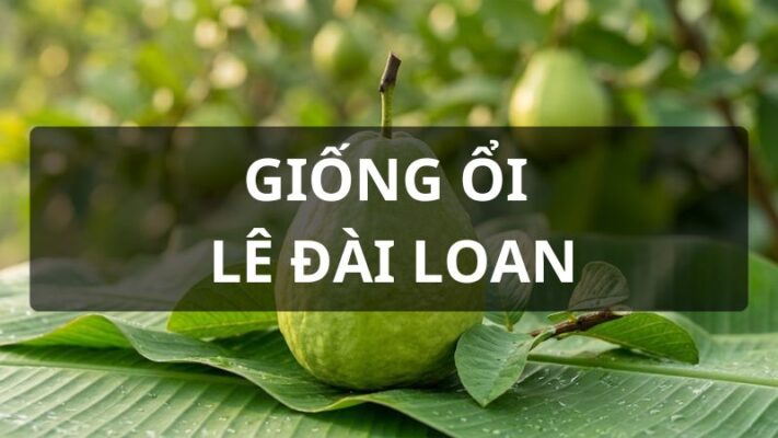 Giống ổi lê đài loan