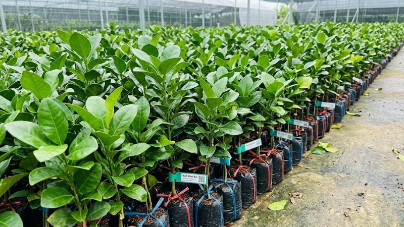 Khu vực vườn giống bưởi năm roi