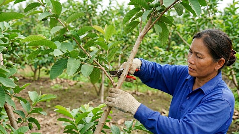 Kỹ thuật cắt tỉa cành ổi lê Đài Loan