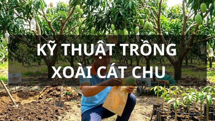 Kỹ thuật trồng xoài Cát Chu