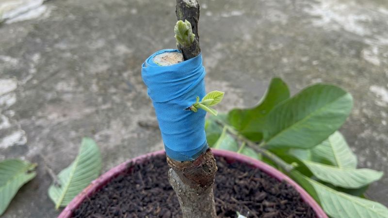 Mầm ổi xanh non vừa nhú ra ở vị trí ghép nối