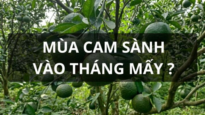 Mùa cam sành vào tháng mấy
