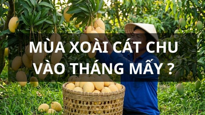 Mùa xoài Cát Chu vào tháng mấy