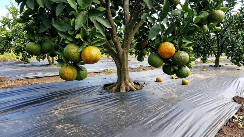Siết nước cây cam sành