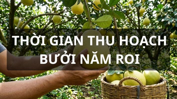Thời gian thu hoạch bưởi năm roi