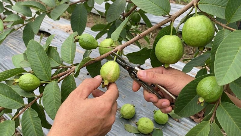 Tỉa trái ổi Đài Loan nhỏ