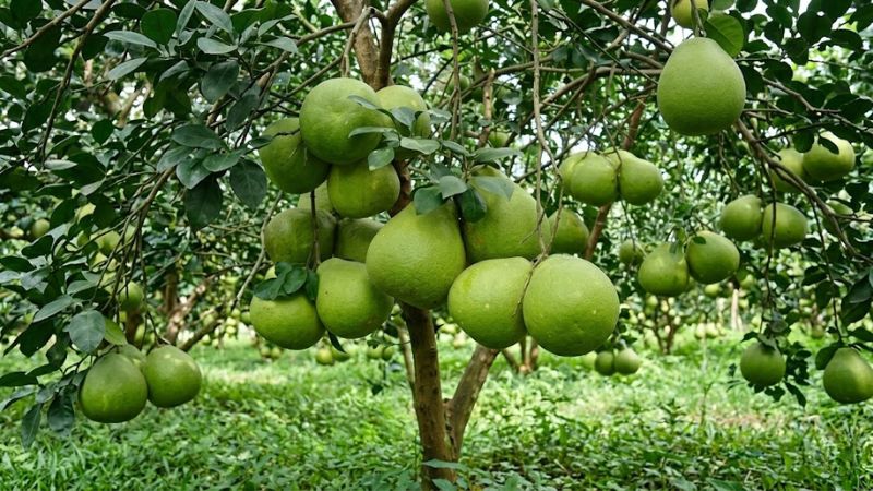 Thời gian thu hoạch bưởi Năm Roi tại vườn trĩu quả