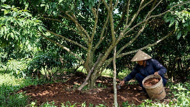 Bón phân gốc nhãn ido phục hồi bộ rễ