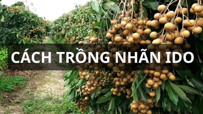 Cách trồng nhãn Ido