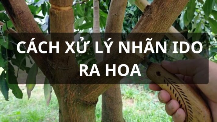 Cách xử lý nhãn ido ra hoa