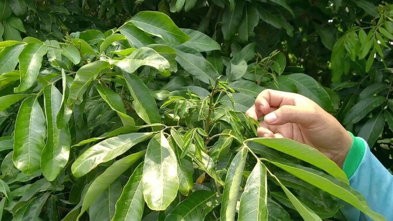 Cận cảnh dàn lá nhãn Ido cơi 3 đã già, ngả màu xanh thẫm