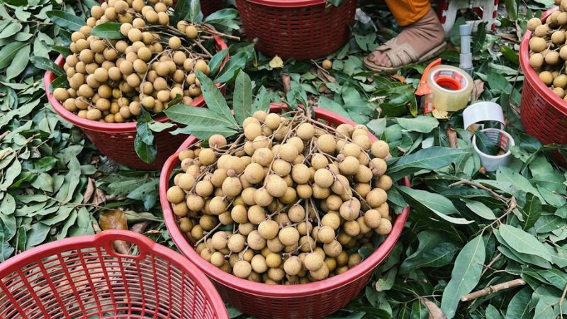 Cắt tỉa lá nhãn ido cho vựa trái cây