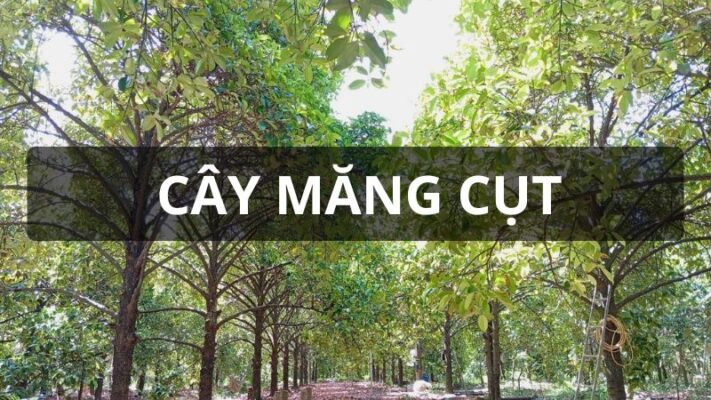 Cây măng cụt