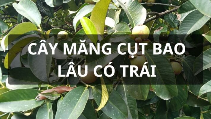 Cây măng cụt trong bao lâu có trái