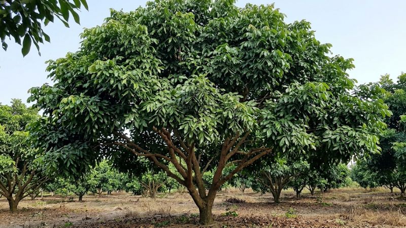 Cây nhãn ido trưởng thành 3-4 năm tuổi phát triển khỏe mạnh