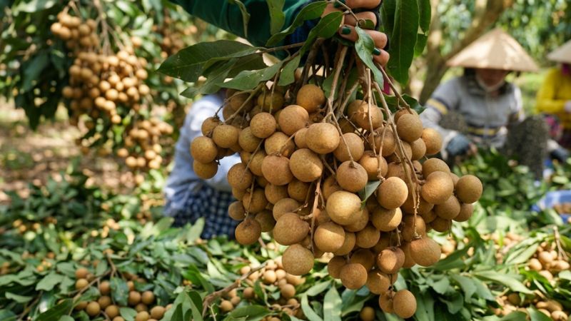 Chùm nhãn ido đang được nông dân thu hoạch, cập nhật giá nhãn ido hôm nay